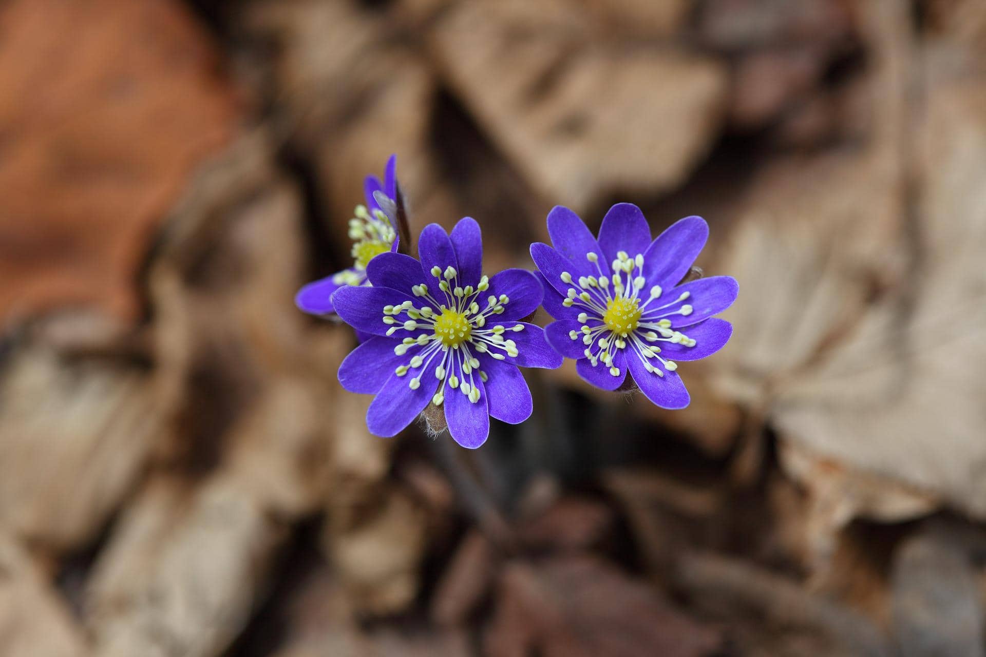 Весенние цветы Ленинградской области