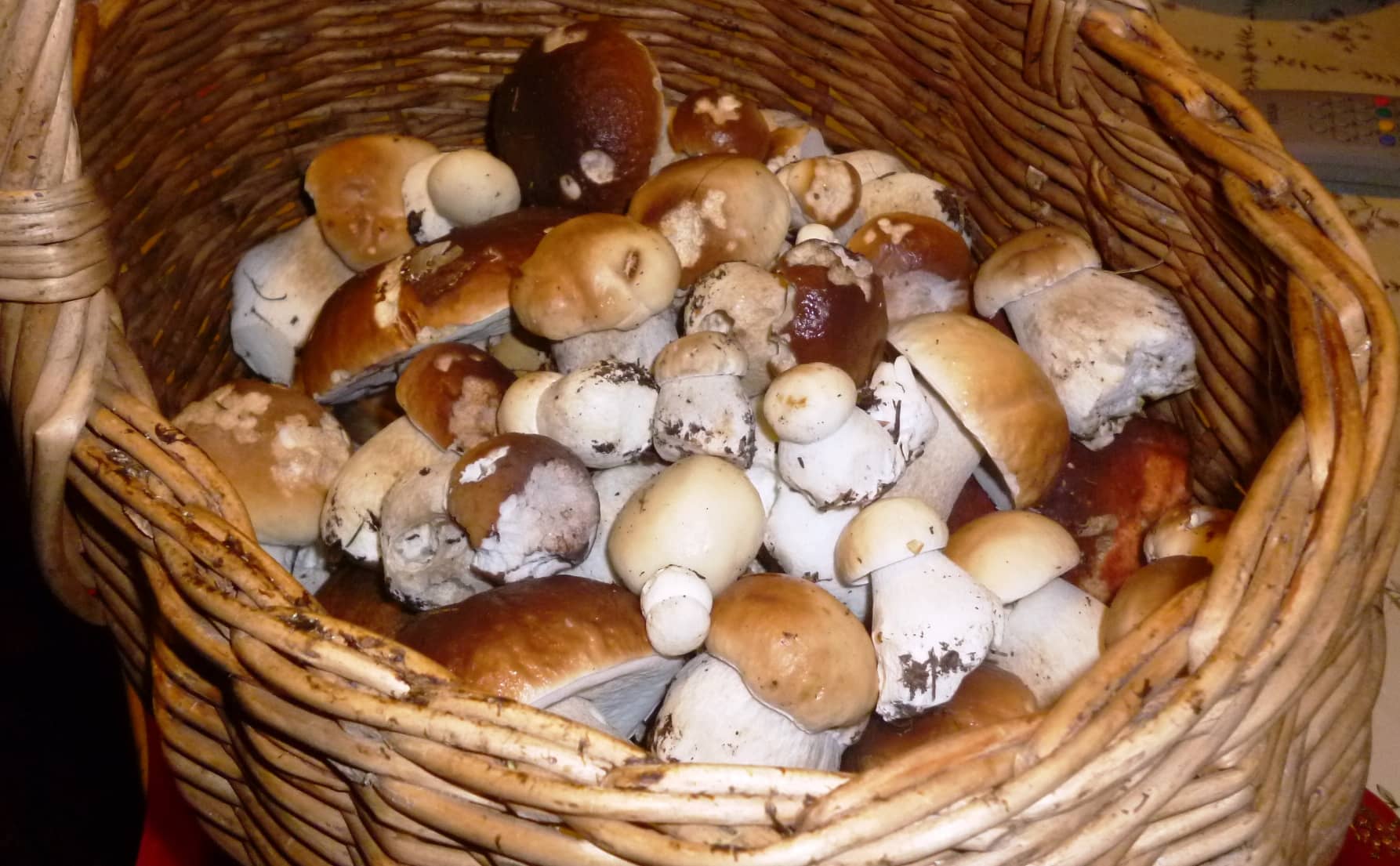 Белые грибы в корзине 