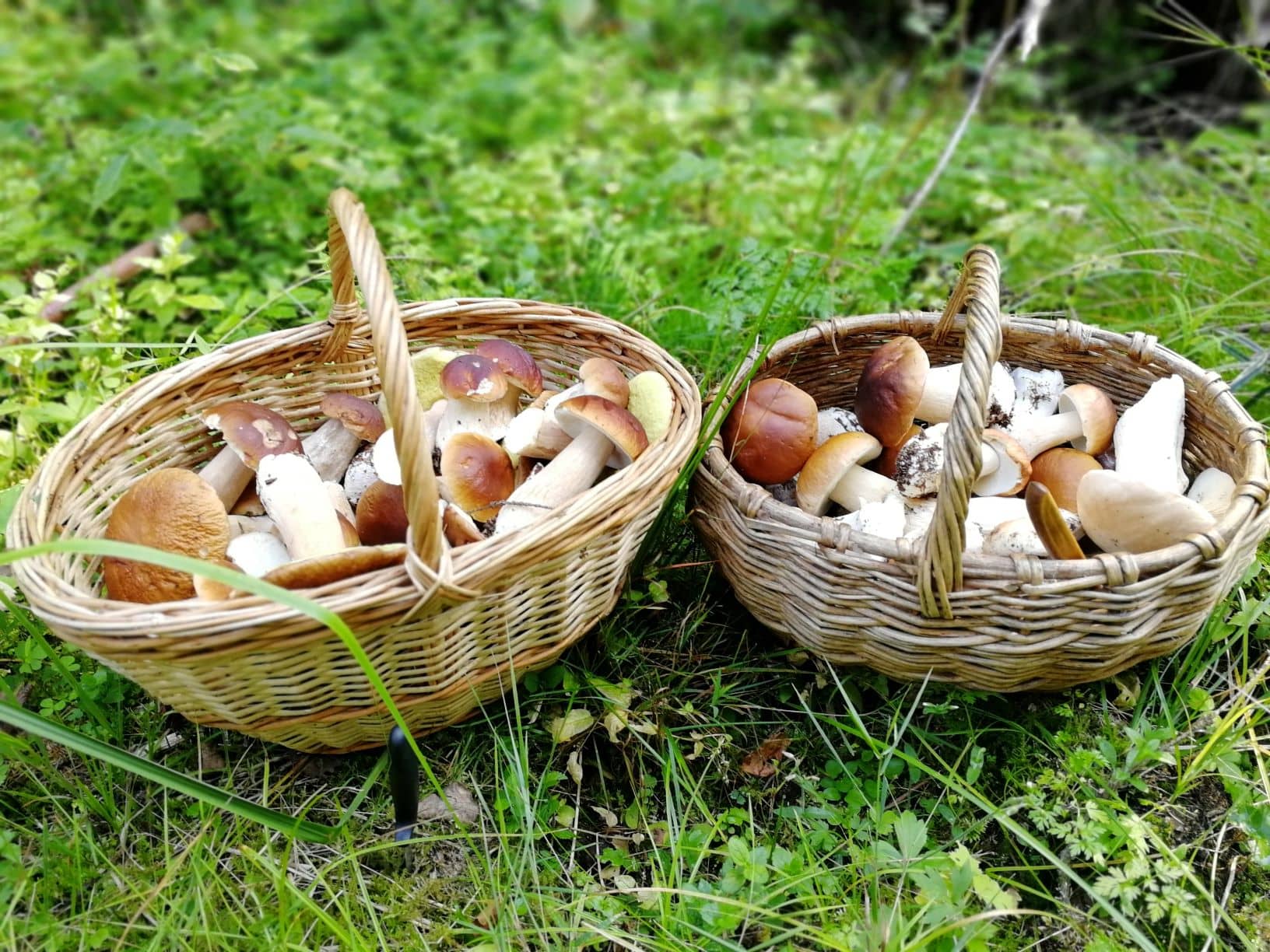 белые грибы в корзине