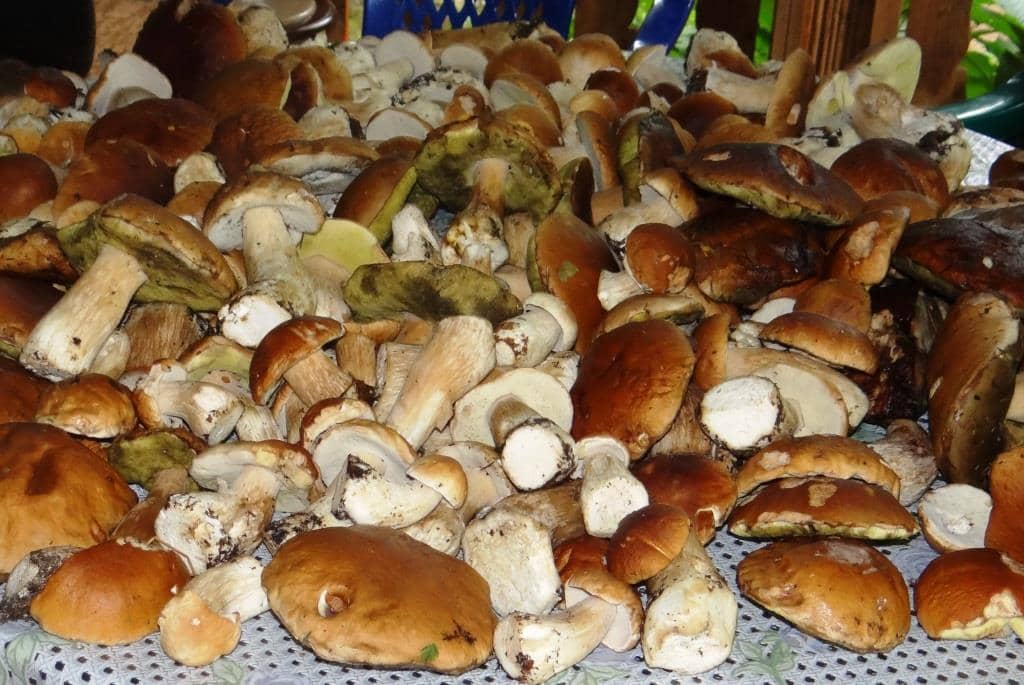 Белые грибы Ленинградская область