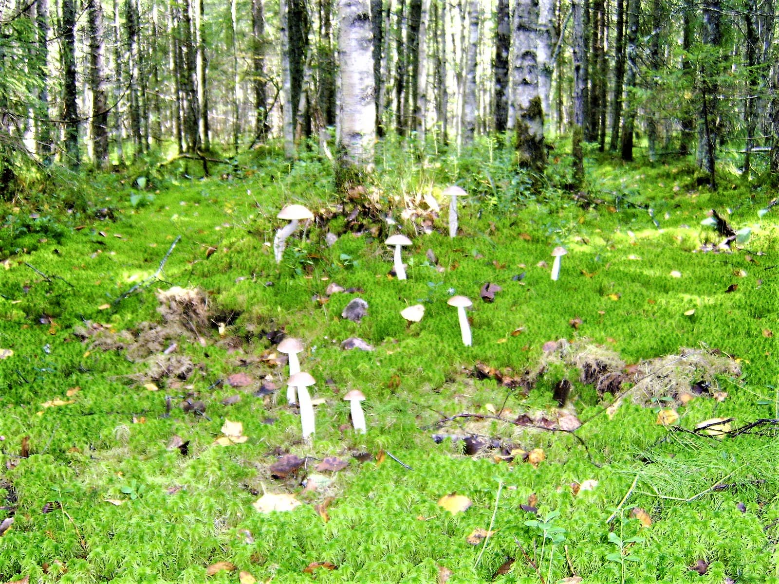 Белые подберезовики во мху в лесу