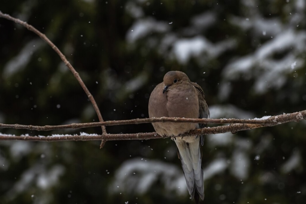 Cold bird. Mourning dove. Mourning. Mourning dove Sounds.