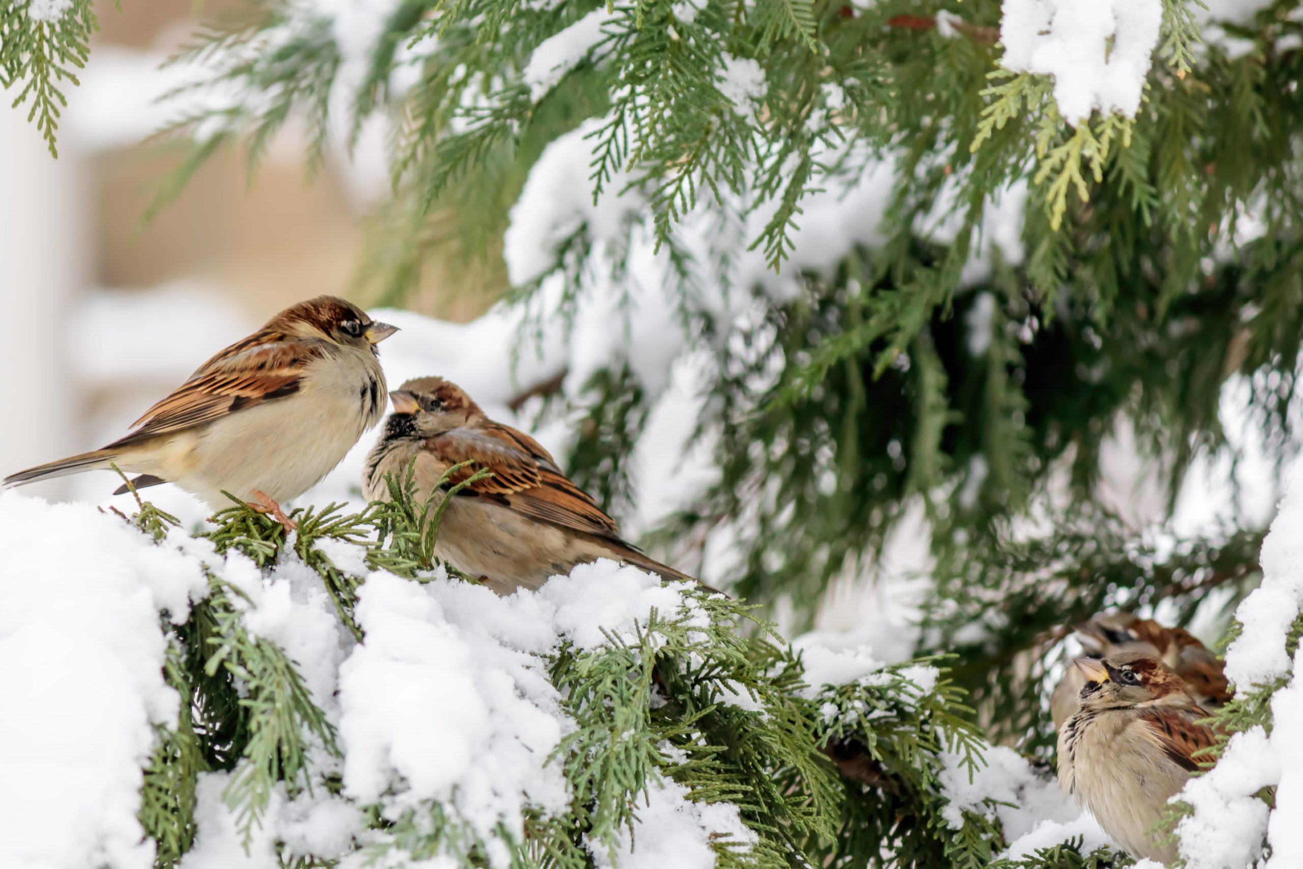 Какие птицы зимуют в Ленинградской области